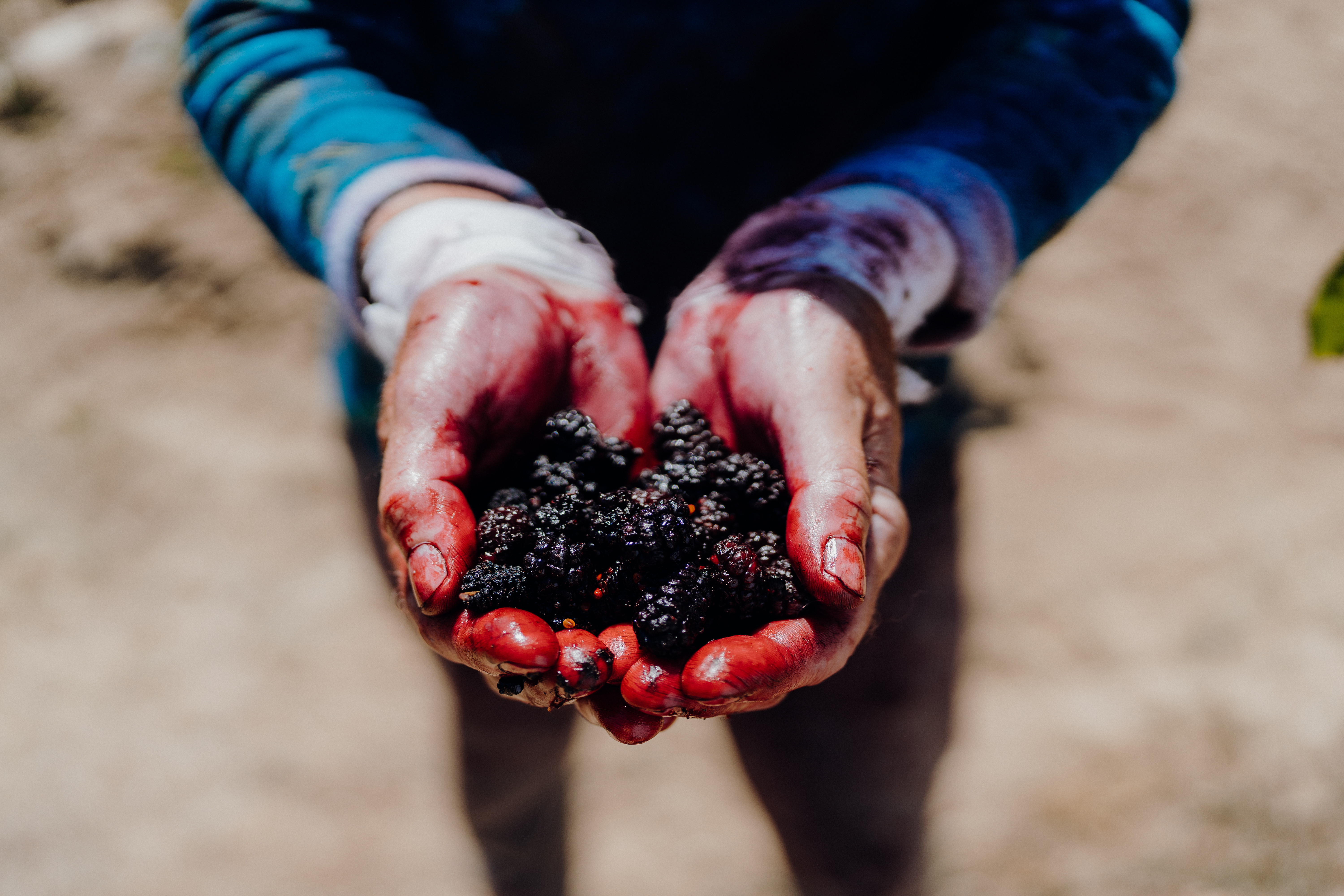 Vinea rozširuje spoluprácu o ďalších vinohradníkov  a ich hroznový mušt spojila s morušou čiernou 